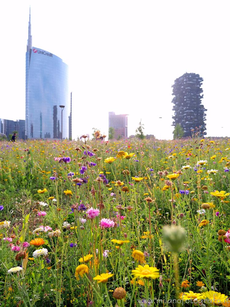 Milano - I grattacieli di Porta Nuova sullo sfondo di un prato fiorito